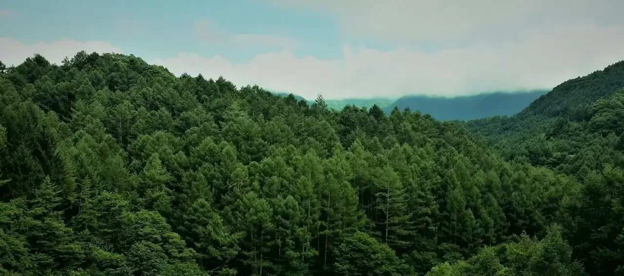 a forest of trees with mountains in the background