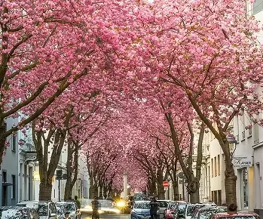 a street with trees with pink flowers
