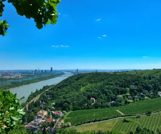 A cityscape of Vienna with vineyards in the forefront